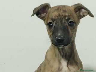 Whippet perros - Anuncio 3