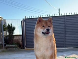 Shiba Inu perros SHIBA-INU en Barcelona - Anuncio 13
