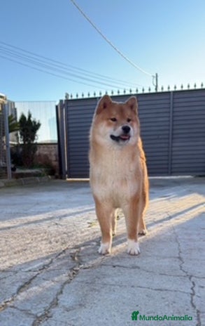 Shiba Inu perros en Barcelona - Anuncio 18