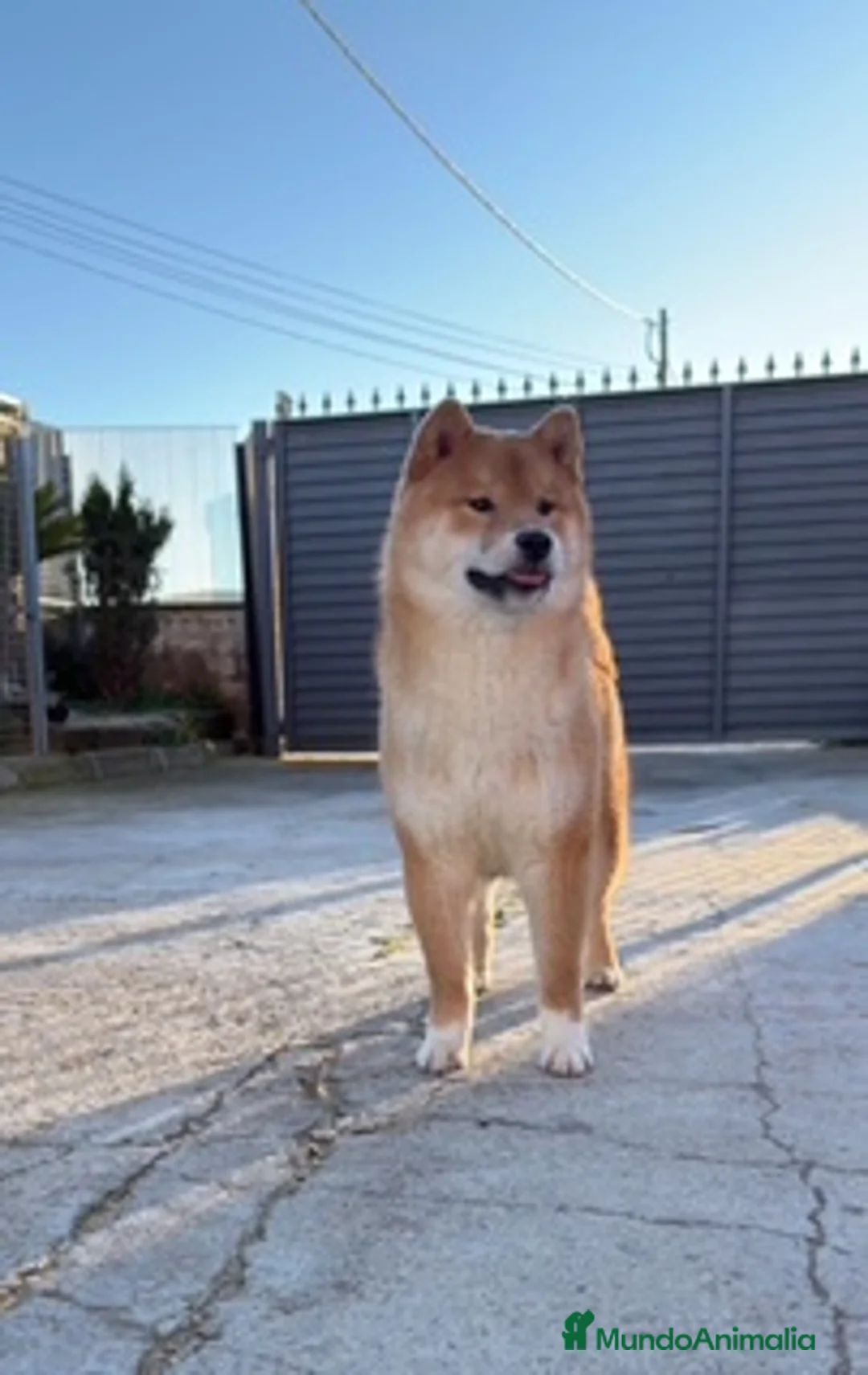 Shiba Inu perros en venta: SHIBA-INU en Barcelona - Anuncio 1