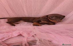 Teckel Miniatura perros en venta: Teckel chocolate kanichen hembra  - Anuncio 4