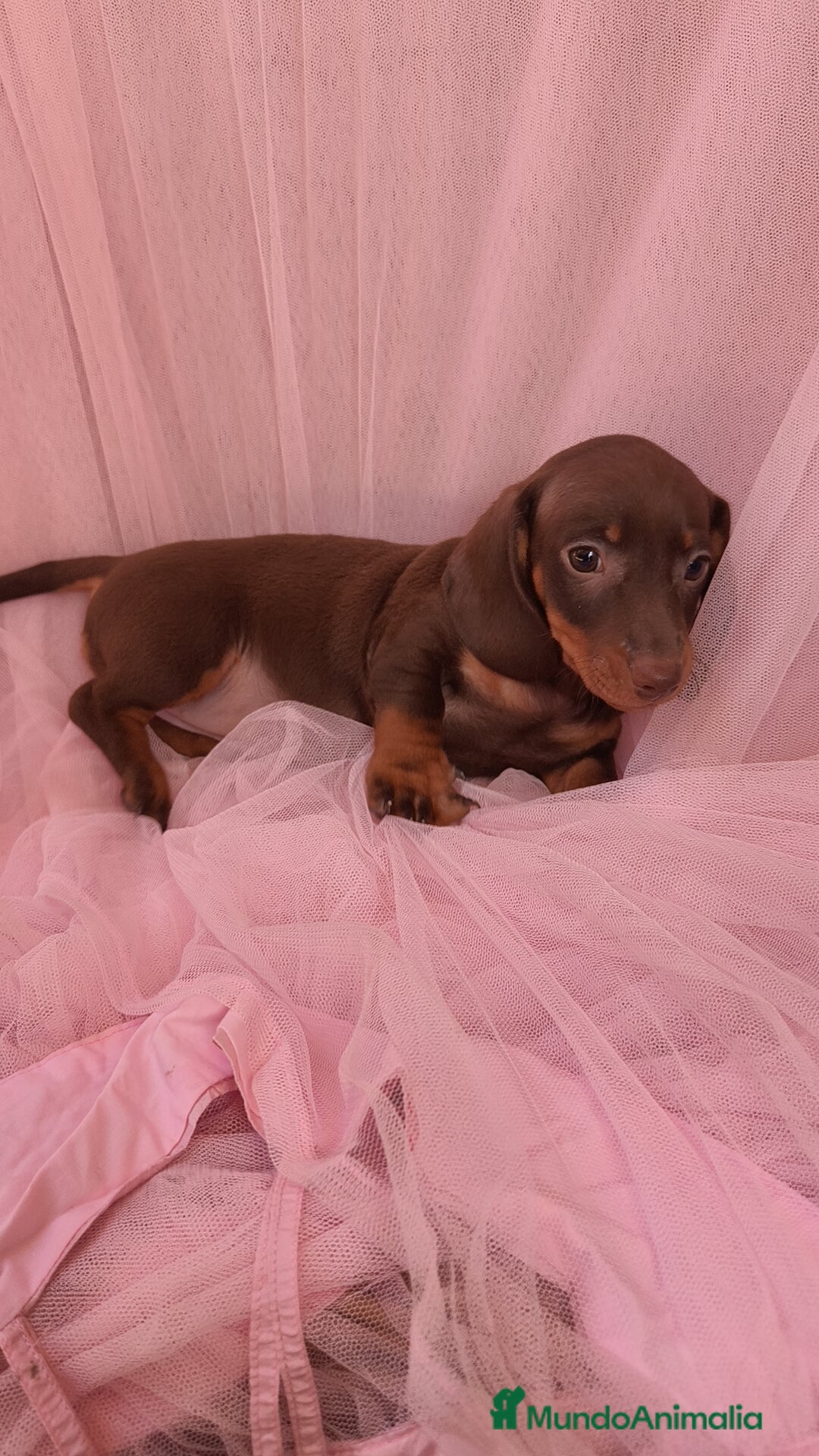 Teckel Miniatura perros en venta: Teckel chocolate kanichen hembra  - Anuncio 4