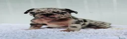 Bulldog Francés perros en venta: Bulldog frances Exotic - Anuncio 36