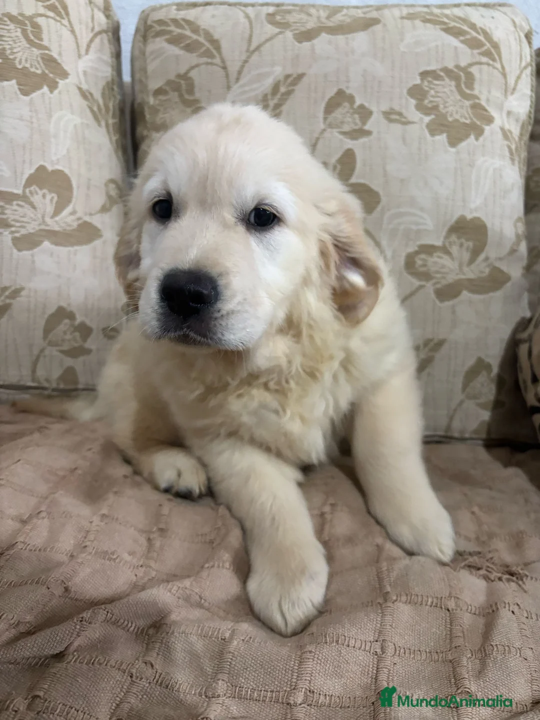 Golden Retriever perros en venta: Golden Retriever cachorros primeras líneas  - Anuncio 9