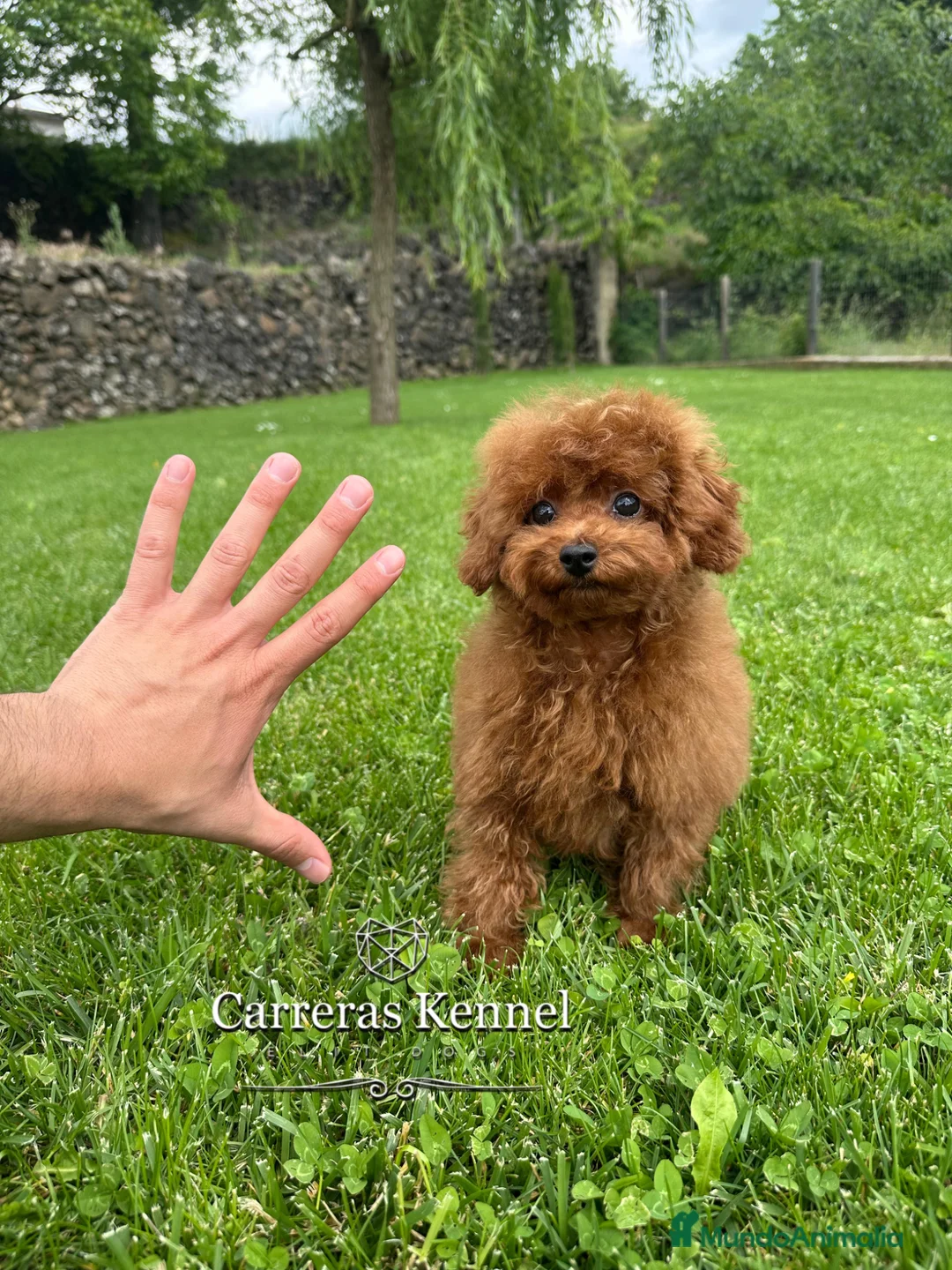 Caniche Toy perros en venta: ♥️ Auténtico Caniche TOY rojo Intenso - Anuncio 1