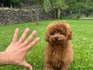 Caniche Toy perros en venta: ♥️ Auténtico Caniche TOY rojo Intenso - Anuncio 2