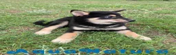 Shiba Inu perros en venta: Shiba Inu Hembra de Mayka y Silvio 1983 AQUANATURA - Anuncio 6