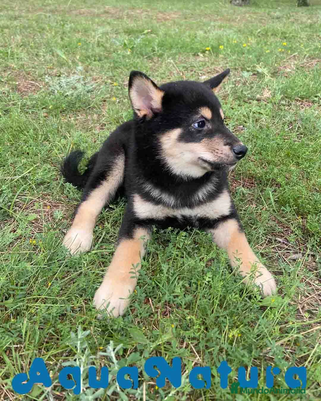 Shiba Inu perros en venta: Shiba Inu Hembra de Mayka y Silvio 1983 AQUANATURA - Anuncio 6