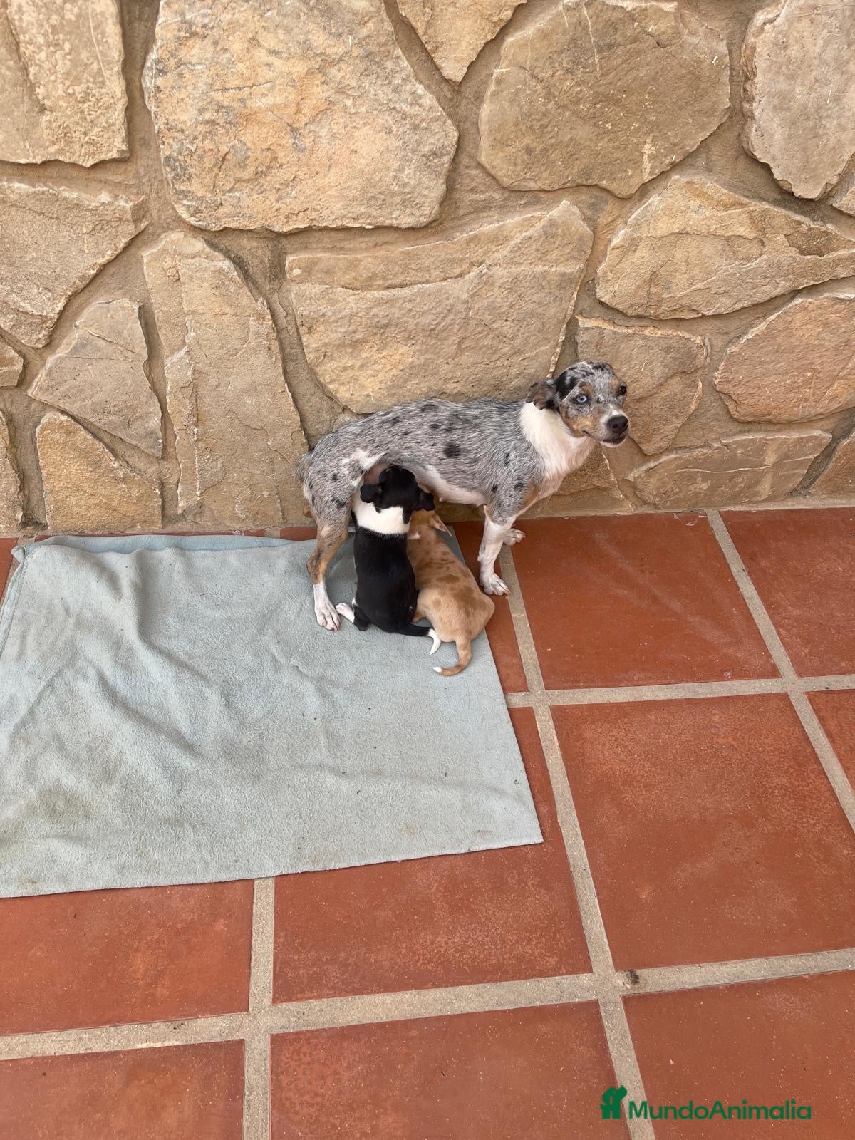 Chihuahua perros Camada chihuahua  - Anuncio 1
