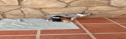 Chihuahua perros en venta: Camada chihuahua  - Anuncio 1