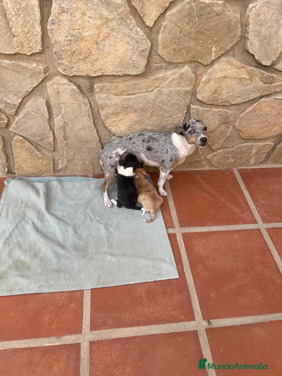 Chihuahua perros en venta: Camada chihuahua  - Anuncio 1