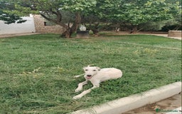 Galgo Español perros en venta: Galgo Español  - Imagen 2