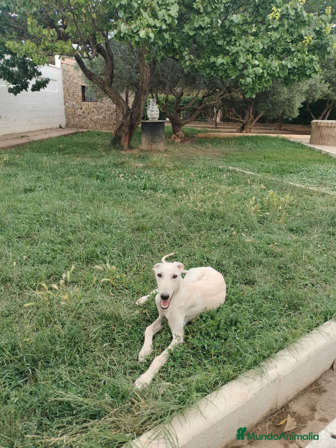 Galgo Español perros en venta: Galgo Español  - Imagen 2