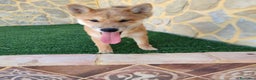 Shiba Inu perros en venta: SHIBA INU - Anuncio 8