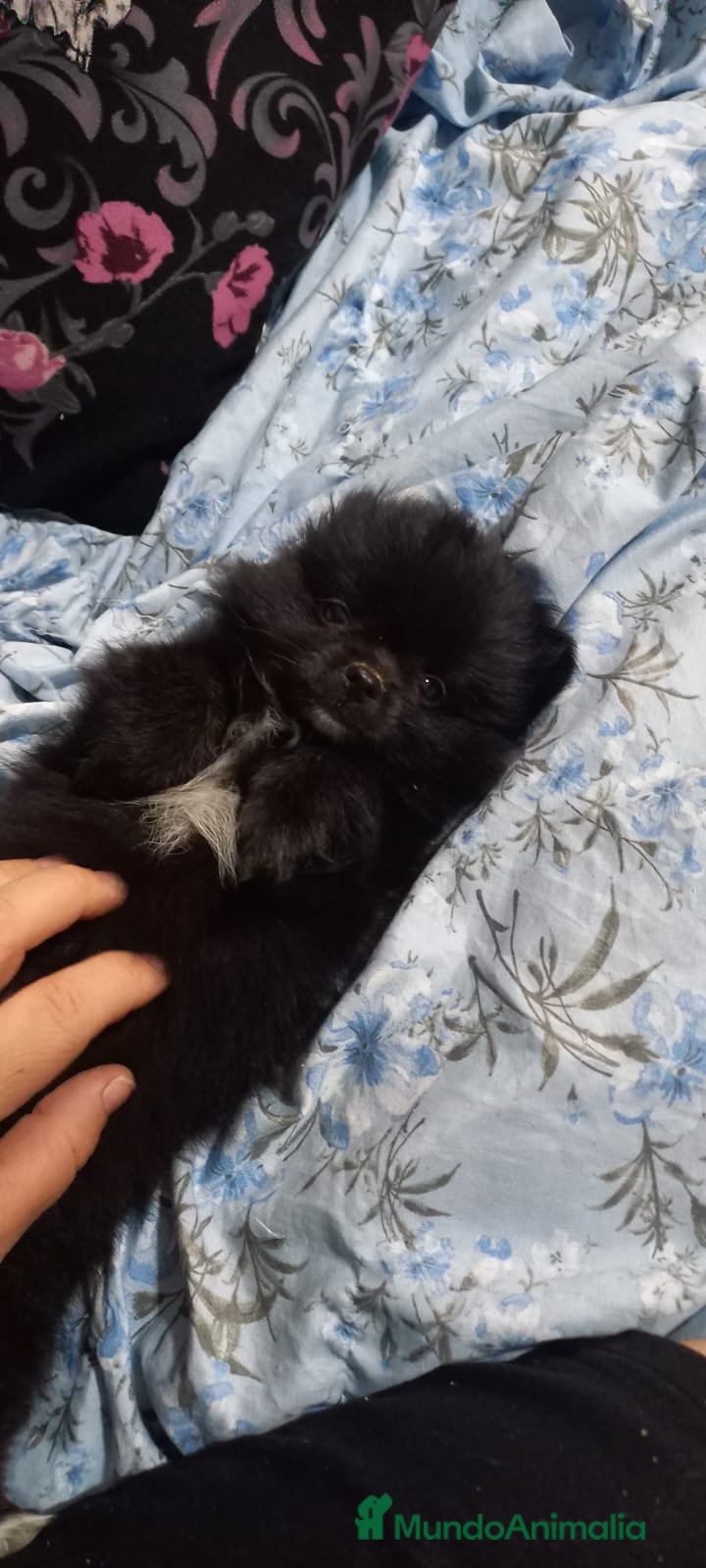 Pomchi perros Última pomchi negra super bonita y pequeña  - Anuncio 27