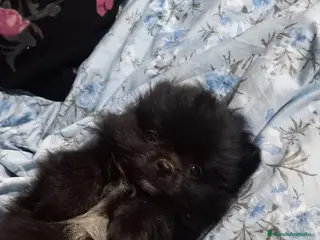 Pomchi perros Última pomchi negra super bonita y pequeña - Anuncio 27