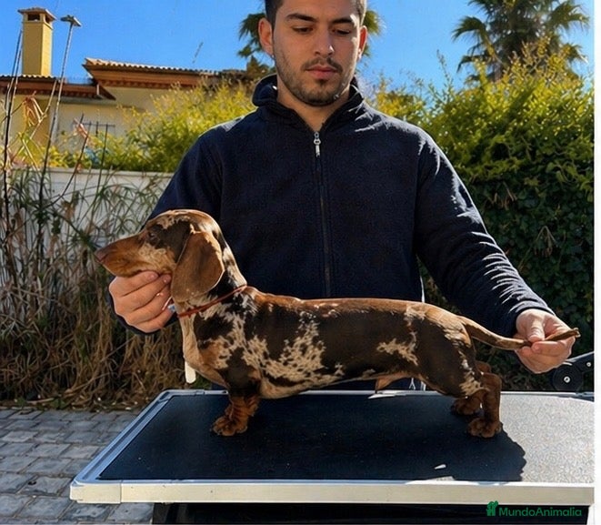Teckel Miniatura perros en venta: Cachorros Teckel miniatura  - Anuncio 3