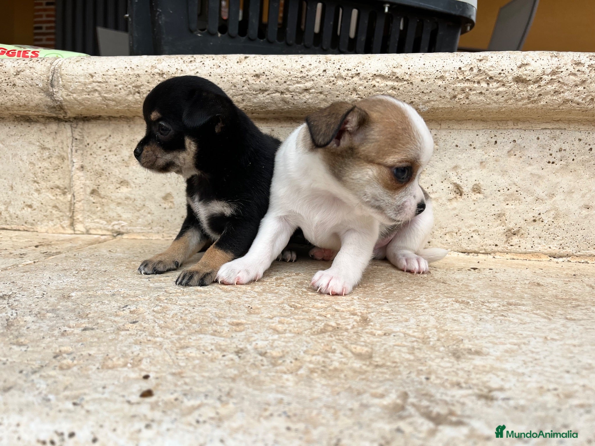 Chihuahua perros Chihuhua pelo corto  - Anuncio 2