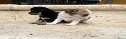 Chihuahua perros en venta: Chihuhua pelo corto  - Anuncio 1