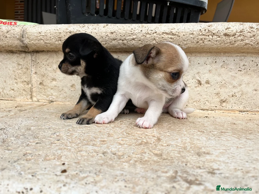 Chihuahua perros en venta: Chihuhua pelo corto  - Anuncio 1