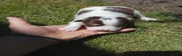 Border Collie perros en venta: Cachorros de border collie 6 - Anuncio 4