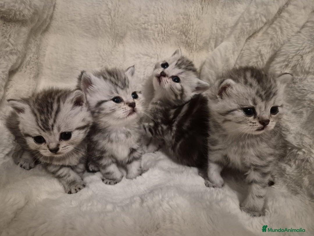 Británico de Pelo Corto gatos en venta: Brithis preciosos varias camadas  - Anuncio 3