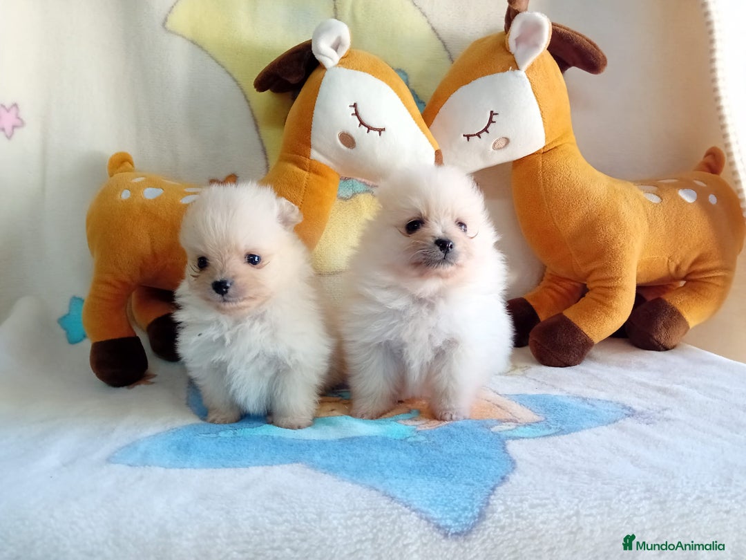 Pomerania perros en venta: Lulú de pomerania precio real - Anuncio 18
