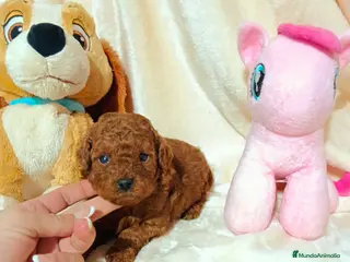 Caniche Toy perros Caniche toy - Anuncio 2
