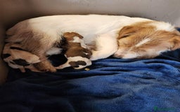 Jack Russell Terrier perros en venta: JACK RUSSEL HEMBRA DISPONIBLE - Imagen 6