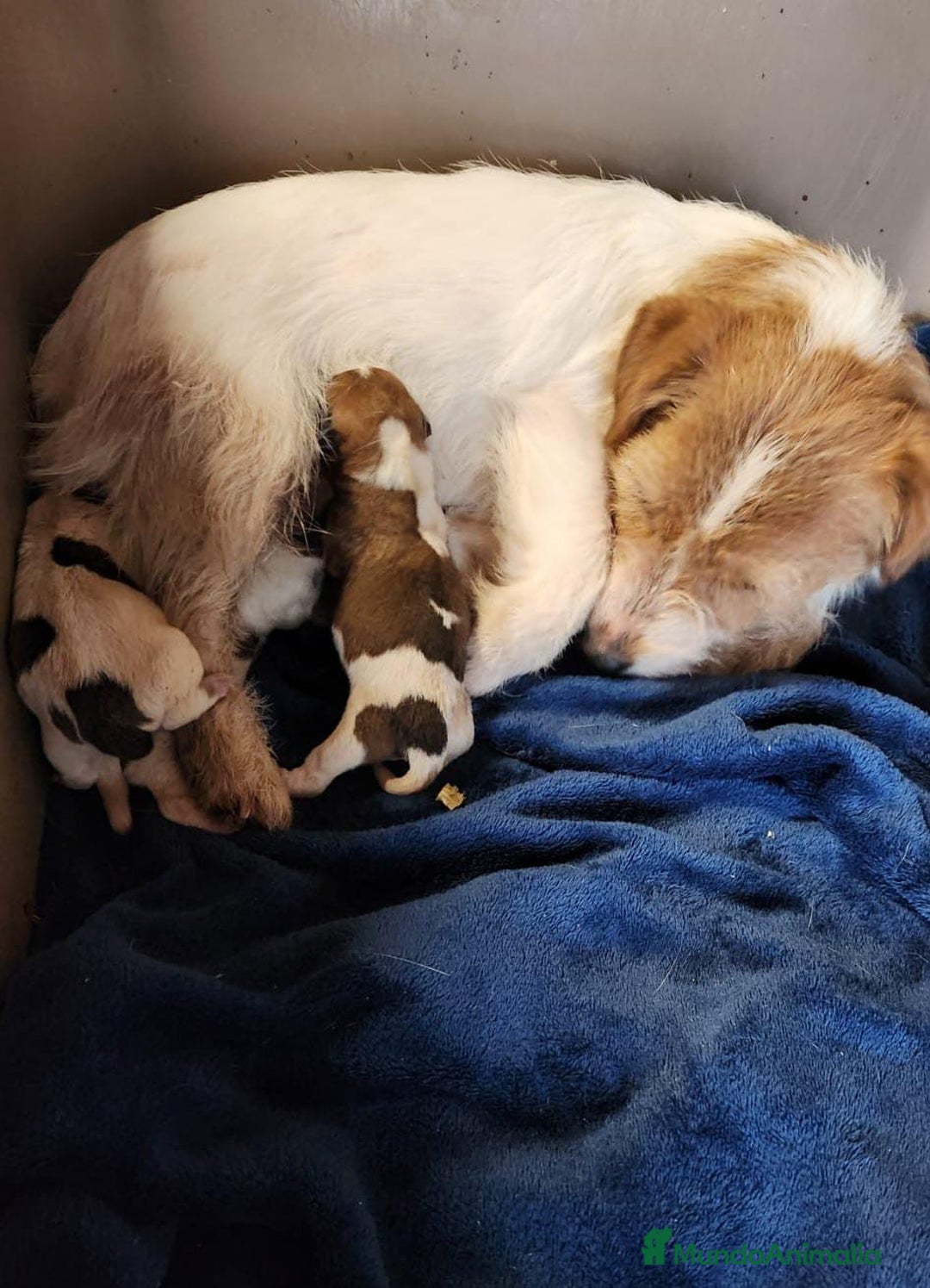 Jack Russell Terrier perros en venta: JACK RUSSEL HEMBRA DISPONIBLE - Imagen 6