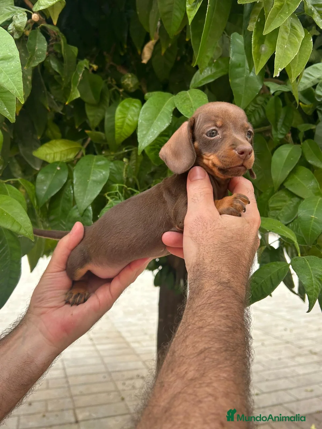 Teckel Miniatura perros en venta: Teckel mini  - Anuncio 3