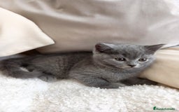 Británico de Pelo Corto Azul gatos en venta: British shorthair  - Imagen 3