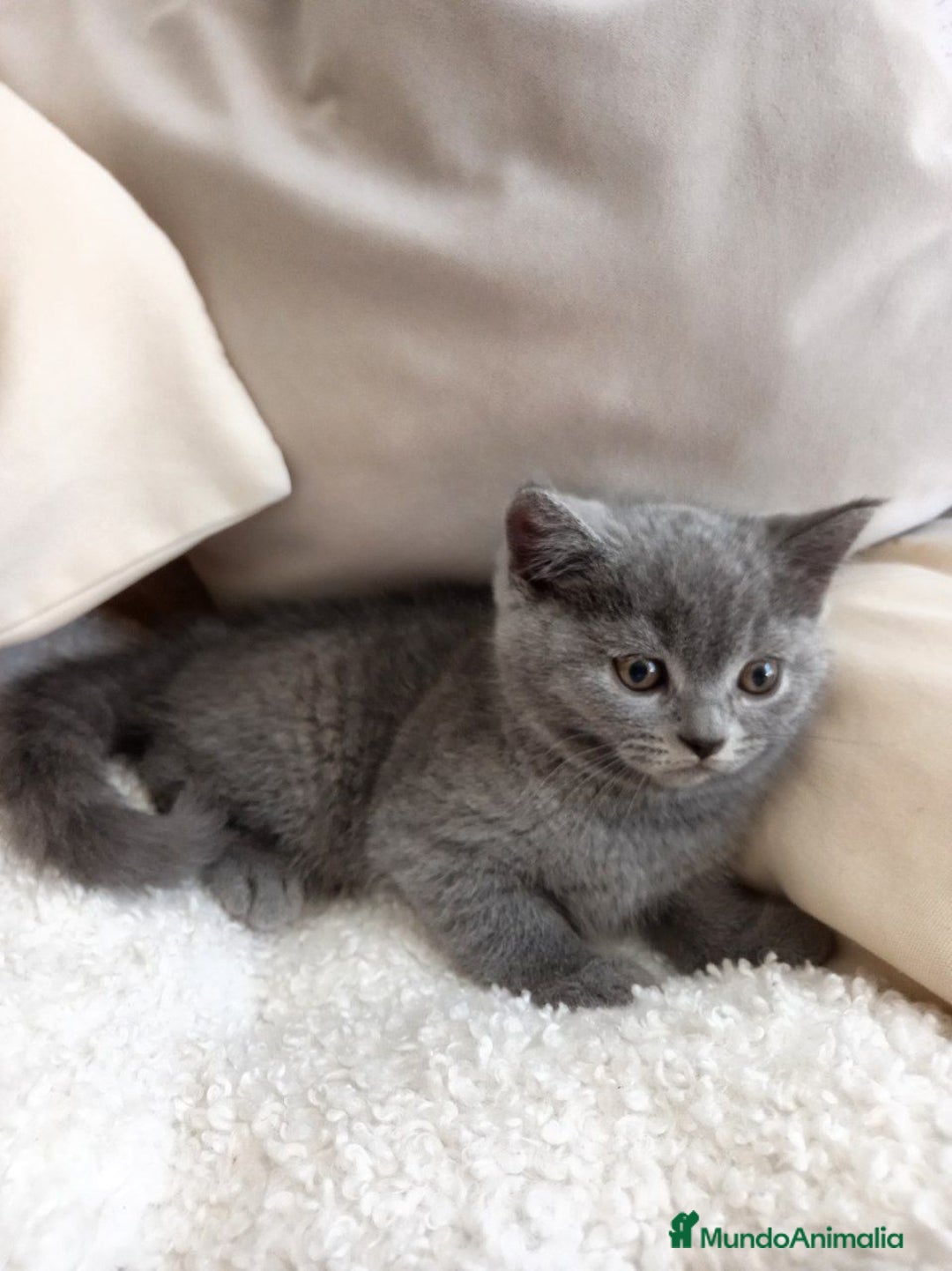 Británico de Pelo Corto Azul gatos en venta: British shorthair  - Imagen 3