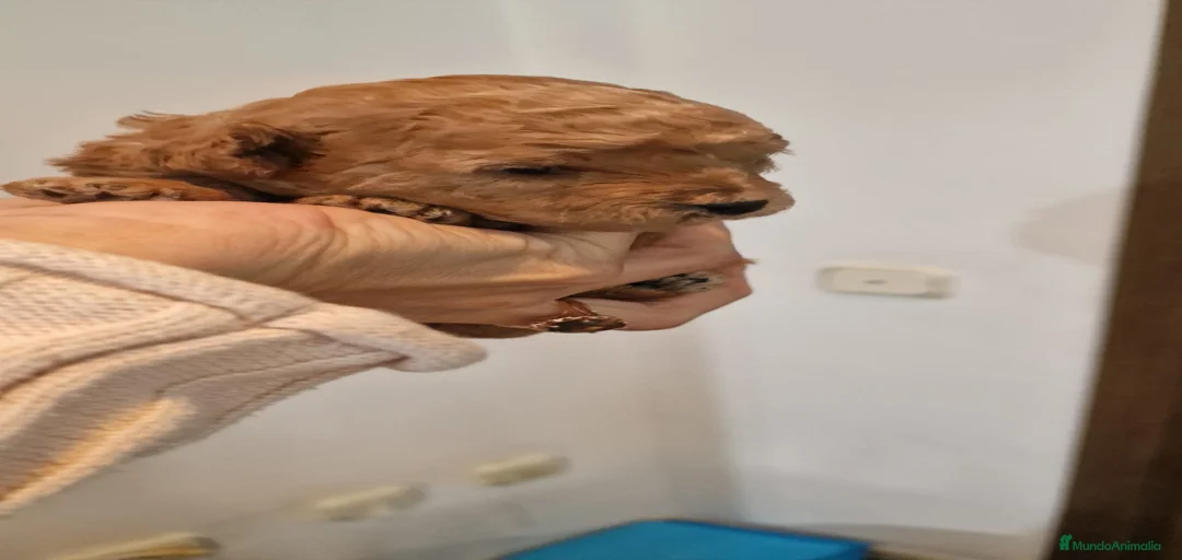 Imagen de galería {{count}}