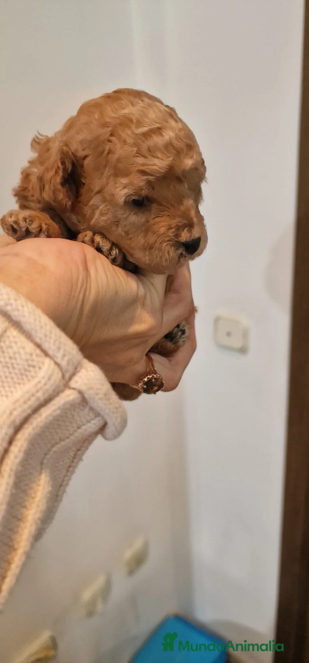 Imagen de galería {{count}}