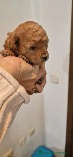 Imagen de galería {{count}}