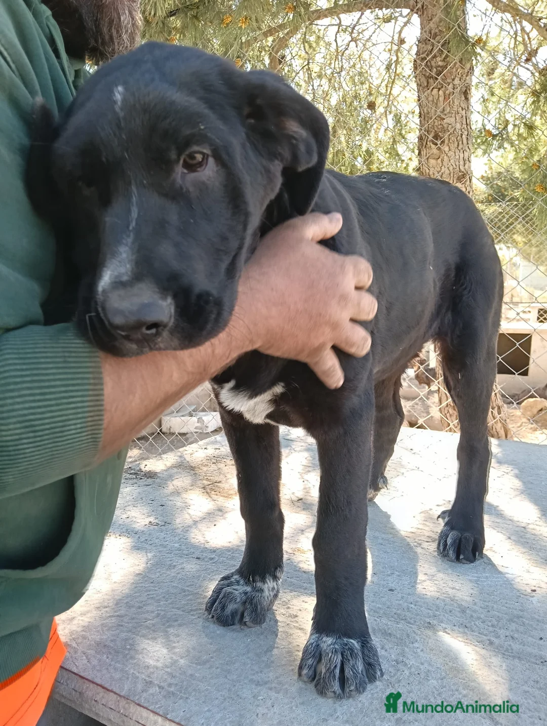 Mastín Español perros en venta: Mastín español  - Anuncio 6