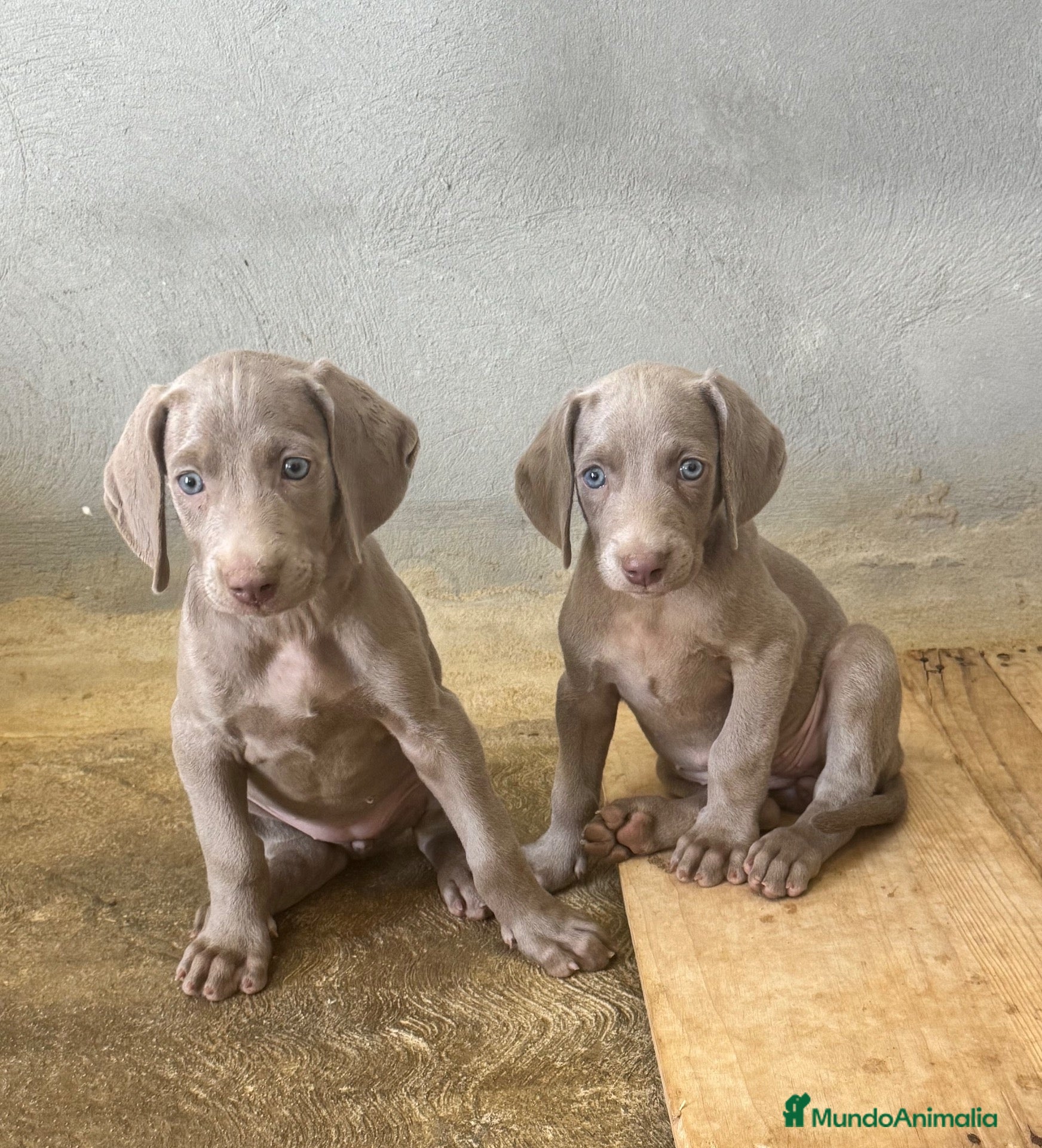 Weimaraner perros CACHORROS DE BRACO DE WEIMAR - Anuncio 1