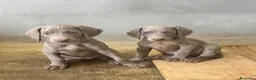 Weimaraner perros en venta: CACHORROS DE BRACO DE WEIMAR - Anuncio 1