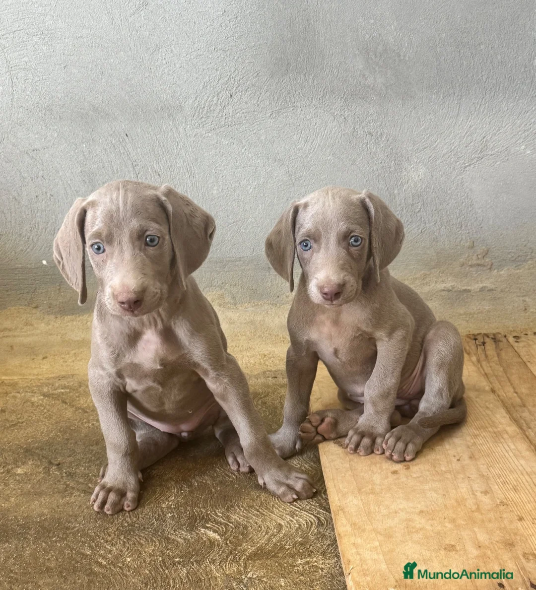 Weimaraner perros en venta: CACHORROS DE BRACO DE WEIMAR - Anuncio 1