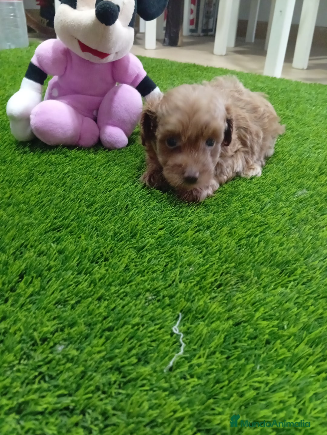 Maltipoo perros en venta: PRECIOSAS MALTIPOO - Anuncio 2