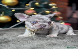 Bulldog Francés perros en venta: FRENCHIES // PASIÓN Y DEDICACIÓN  - Anuncio 4