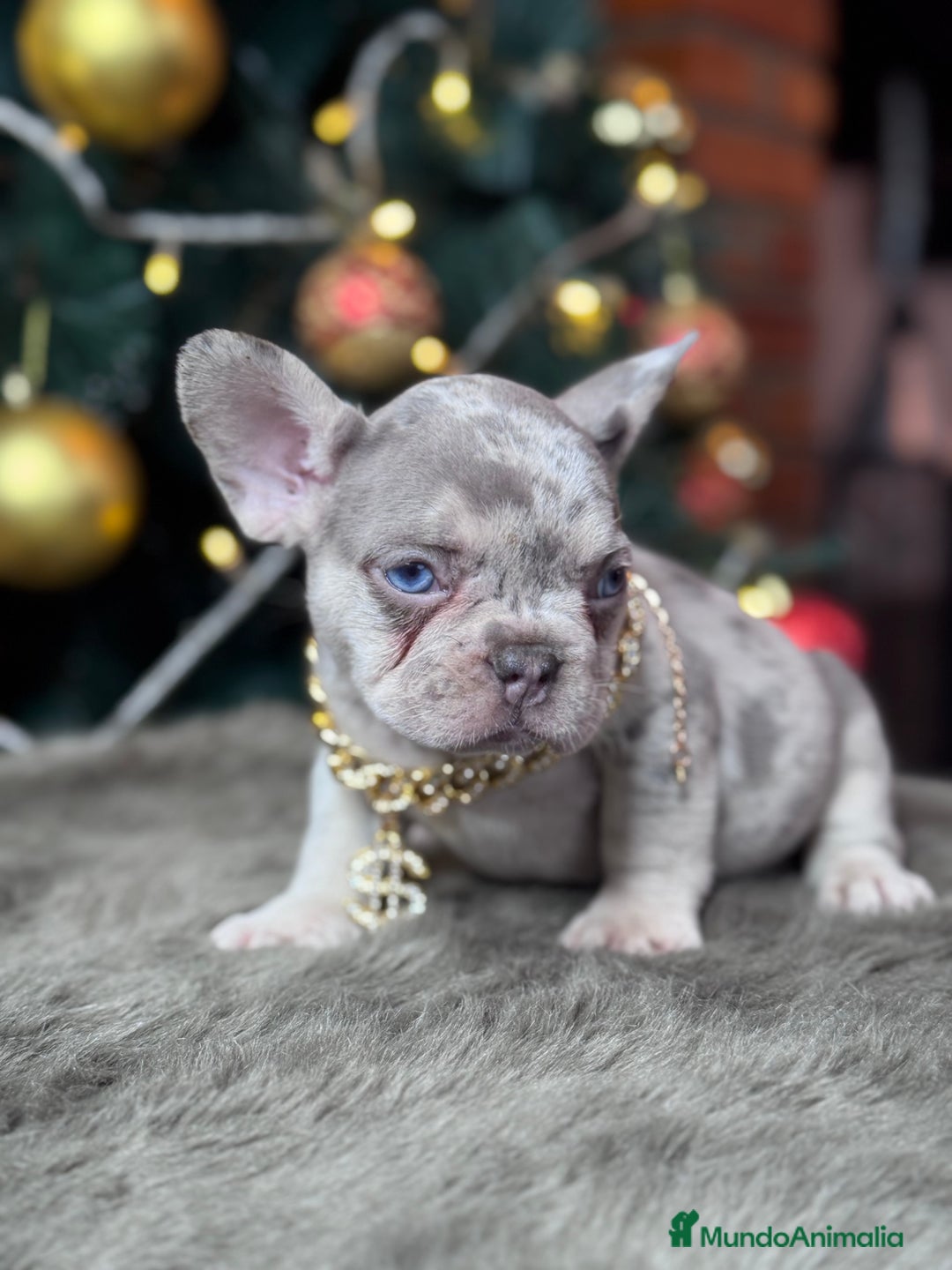 Bulldog Francés perros en venta: FRENCHIES // PASIÓN Y DEDICACIÓN  - Anuncio 4