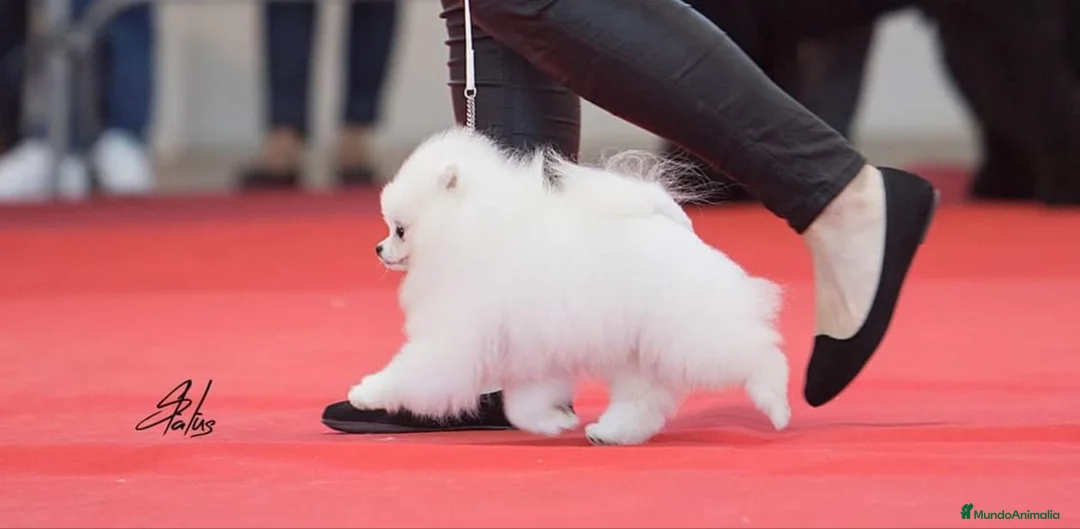 Pomerania perros en venta: LOS MEJORES POMERANIAS, AUTENTICOS en Málaga - Anuncio 6