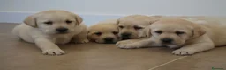 Labrador Retriever perros en venta: LABRADOR RETRIEVER - Anuncio 13