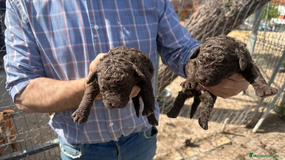 Perro de Agua Español perros en venta: PERRO DE AGUA ESPAÑOL - Anuncio 19