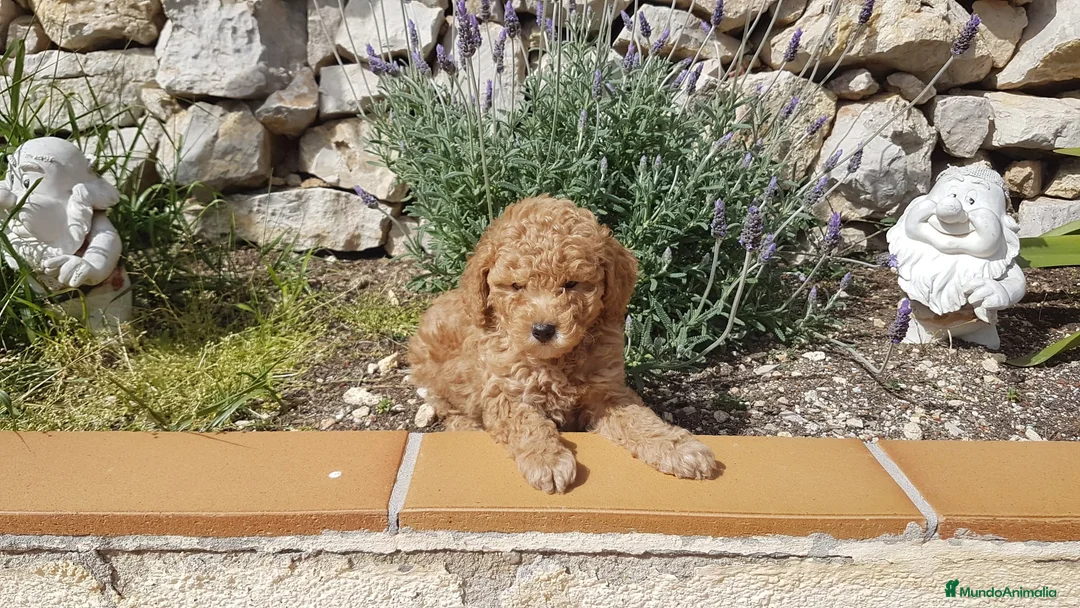 Caniche Enano perros en venta: Caniches preciosos en Barcelona - Anuncio 3