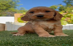 Cocker Spaniel Inglés perros en venta: COCKER SPANIEL INGLES MACHO - Imagen 14