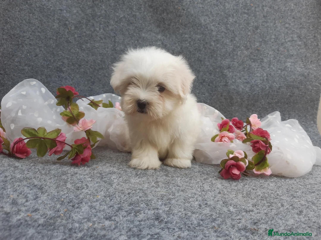 Bichón Maltés perros en venta: preciosos bichon maltes toy - Anuncio 5