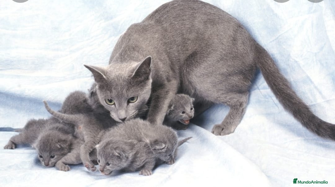 Azul Ruso gatos en venta: Azul ruso  - Imagen 2